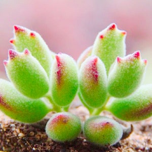 10 Seeds Cat paw (Cotyledon ladismithiensis &#39;konekonotume&#39;) Succulent Seed lovely Succulents Meaty Plants