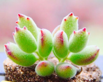 10 Seeds Cat paw (Cotyledon ladismithiensis 'konekonotume') Succulent Seed lovely Succulents Meaty Plants