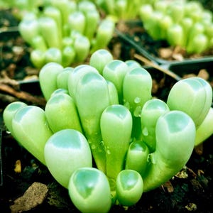 Pea Succulent - Etsy Singapore