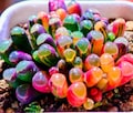 Fenestraria aurantiaca Variegata 10 Seeds – Baby Toes Succulent – Variegated Living Stone Plant product logo
