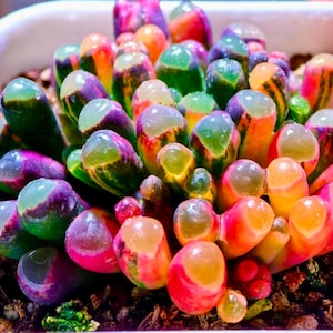 Fenestraria aurantiaca Variegata 10 Semillas – Suculenta Baby Toes – Planta de Piedra Viva Variegada