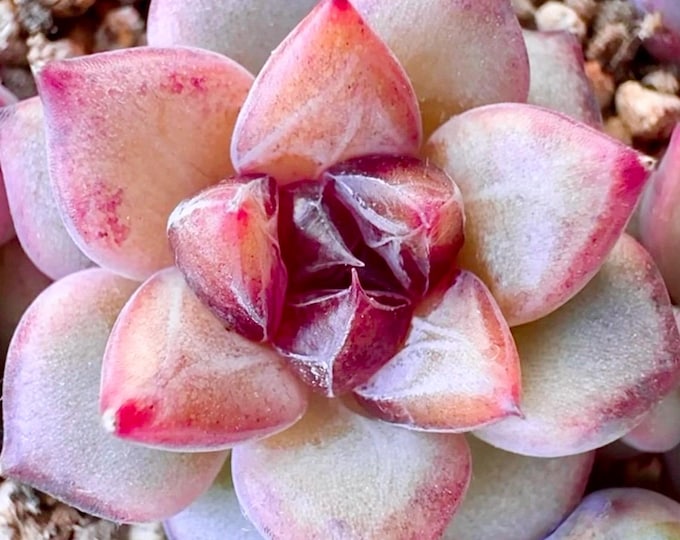 10 Seeds Echeveria Black Truffle New Monroe Hybrids Succulent Seed Purple Succulents Meaty Plants