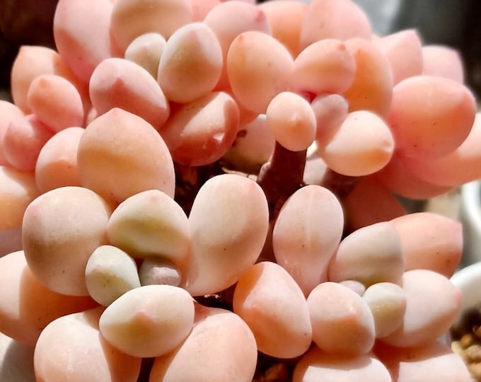 10 Seeds xPachyveria 'Elaine Cheese’, Rare Succulent Seed, New Hybrid, Plants Succulents Meaty