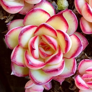 May include: Close-up of a succulent plant with layered, rounded leaves. The leaves are a creamy yellow color with vibrant red edges. The plant's center is tightly packed, showcasing the intricate patterns of the leaves.