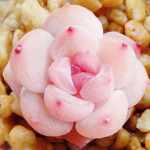 Peut inclure: Gros plan sur une plante succulente rose avec des feuilles charnues. La plante est dans un pot avec de petits cailloux bruns.
