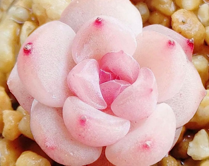 10 Seeds Echeveria ‘Strawberry jam’ New Monroe Hybrid Seed Rare Succulent Pink Flower Succulents Meaty Plants