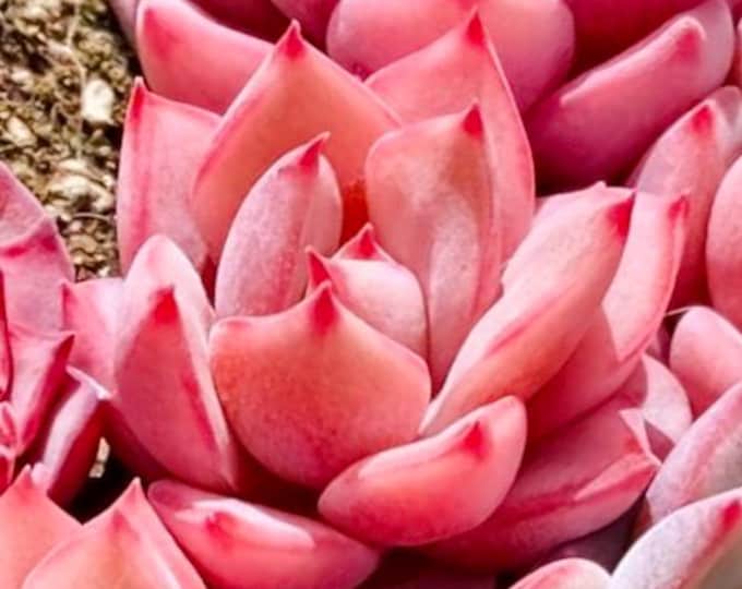 10 Seeds Echeveria  strictiflora Nova X Monroe hybrid Rare Succulent Seed Hybrid Pink Succulents Meaty Plants seeds