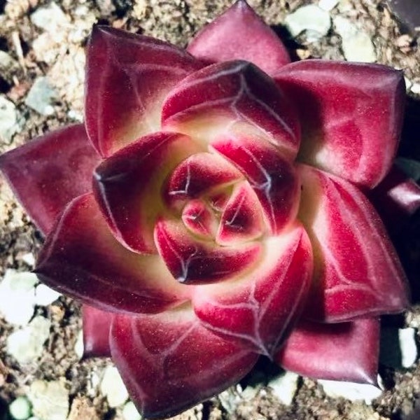 10 seeds Echeveria Rubin X Colorata Tapalpa Rare Hybrids Succulent seed Pink Mountain Rose Seeds Flower Succulents Meaty Plants