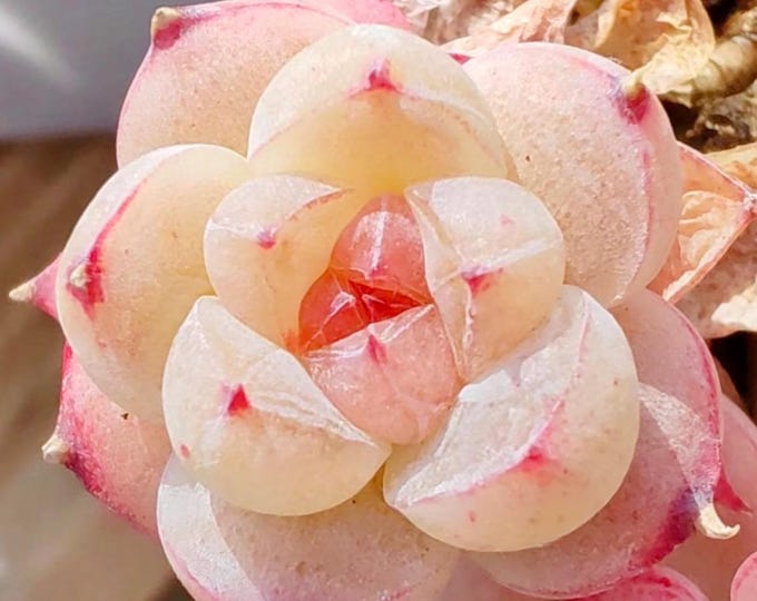 10 seeds Echeveria alba beauty X Ice Green New Hybrid Seed Rare Succulent Pink Purple Seeds Plant Flower Succulents Meaty Plants