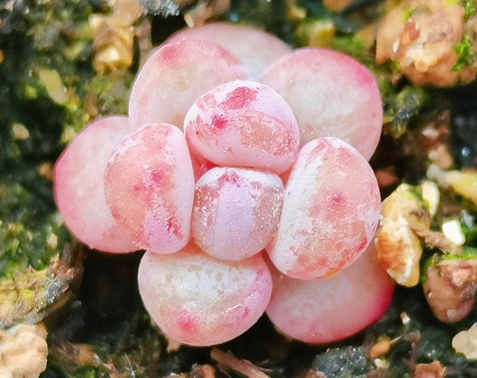 10 Seeds Pachyphytum oviferum mikadukibijin X ‘orange Monroe’ New Hybrids Rare Succulent Seed  Plant Succulents Meaty Plants