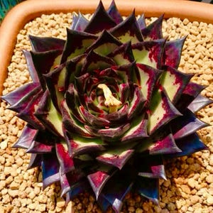 Peut inclure: Gros plan sur une plante succulente aux feuilles bordeaux foncé, vertes et violettes. La plante est dans un pot marron rempli de petits cailloux de couleur claire. Les feuilles sont disposées en rosette.