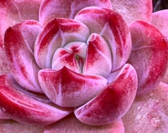 xPachyveria 'Elaine' X Echeveria Rubin, 10 Seeds, Succulent Hybrid