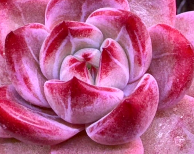 10 Seeds xPachyveria 'Elaine' X Echeveria rubin Rare hybrid New hybrids Succulent Seed Plants Succulents Meaty