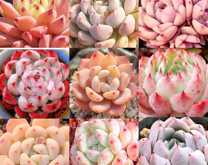 10 Seeds MIX Echeveria cuspidata Hybrid Seed Rare Succulent Pink Mountain Rose Bonsai Plant Flower Succulents Meaty Plants