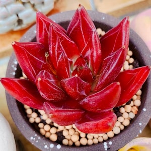 Farina Succulent - Etsy