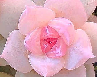 10 Seeds Echeveria hyaliana X Monroe New Hyalina Hybrid Seed Rare Succulent Pink Flower Succulents Meaty Plants