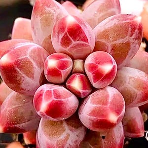 Könnte beinhalten: Nahaufnahme einer Sukkulentenpflanze mit fleischigen, abgerundeten Blättern. Die Blätter haben einen Farbverlauf von Rosa und Rot, mit einem gefrosteten Aussehen und einem geometrischen Muster aus helleren Adern. Das Zentrum der Pflanze ist leuchtend rot.
