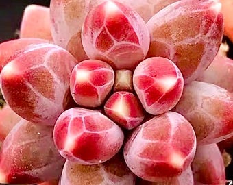Pachyphytum kompaktum Rose 'Chiseled Stones' (10 Samen) neue Sukkulenten Samen fleischige Pflanzen