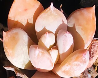 10 Samen Echeveria cuspidata 'Menchaca' X laui Neue Hybriden Sukkulentensamen Rosa Lila Sukkulenten Fleischige Pflanzen