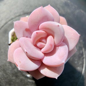 Echeveria Cream Tea Seed – Pastel Rosette Succulent – 10 Seeds