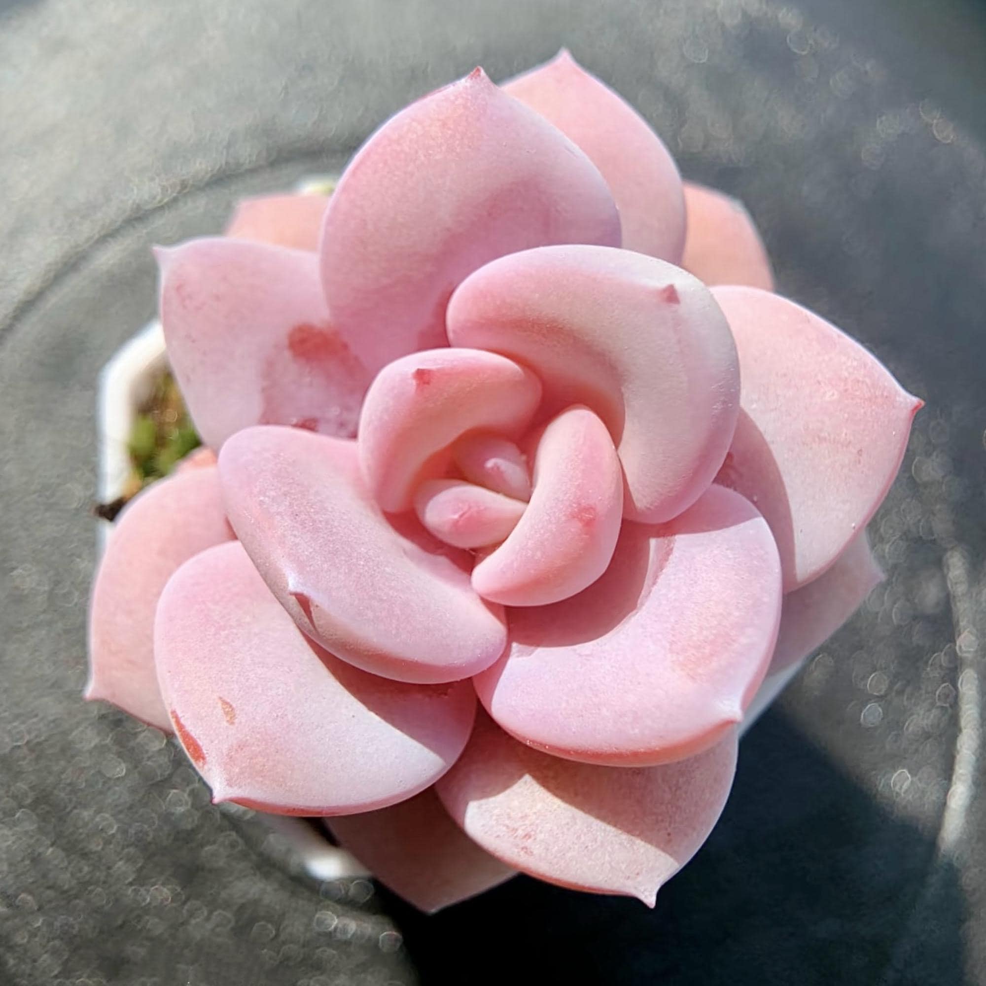 Echeveria cream tea - Etsy 日本