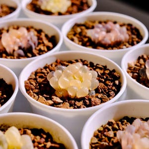 May include: Close-up of several small white pots filled with succulents. The succulents have translucent, bulbous leaves and are surrounded by small, brown pebbles. The image is well-lit, highlighting the textures and colors of the plants.