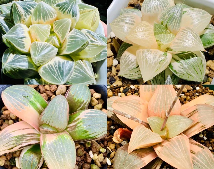 10 MIX Seeds Variegated Emelyae / Picta sp seed Very Rare Succulent Pink Plant Flower Succulents Meaty Plants