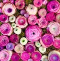 Greenovia MIX 10 Seeds, Pink Mountain Rose, Colorful Succulent, Rare plants