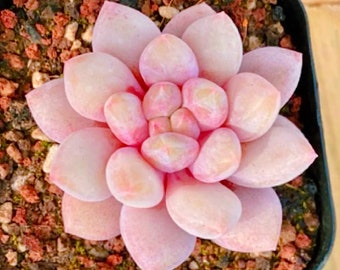 10 semillas pachyveria 'Candy Angel' nuevo híbrido Semilla Rara Suculenta Rosa Púrpura Planta Suculenta Plantas carnosas