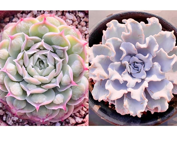 10 Seeds Echeveria ‘Gilo Drops/ Hearts Choice’ X ‘White Madiba/ Crispate Beauty’ New hybrid Rare Succulent Seed Succulents Meaty Plants