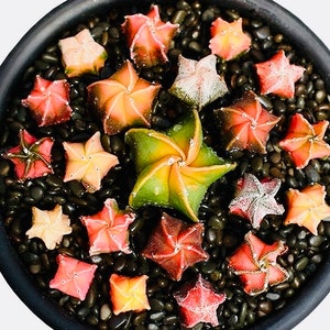 May include: A collection of star-shaped cacti in a black pot filled with dark pebbles. The cacti display a range of colors, including pink, orange, yellow, and green. The arrangement creates a visually appealing display of unique succulents.
