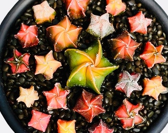 10 Seeds astrophytum myriostigma v. Rare Cactus Succulent Meaty Plant