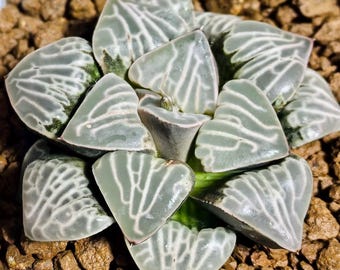 Haworthia bayeri/ H. correcta Nueva Ventana Semilla de suculenta (10 semillas)