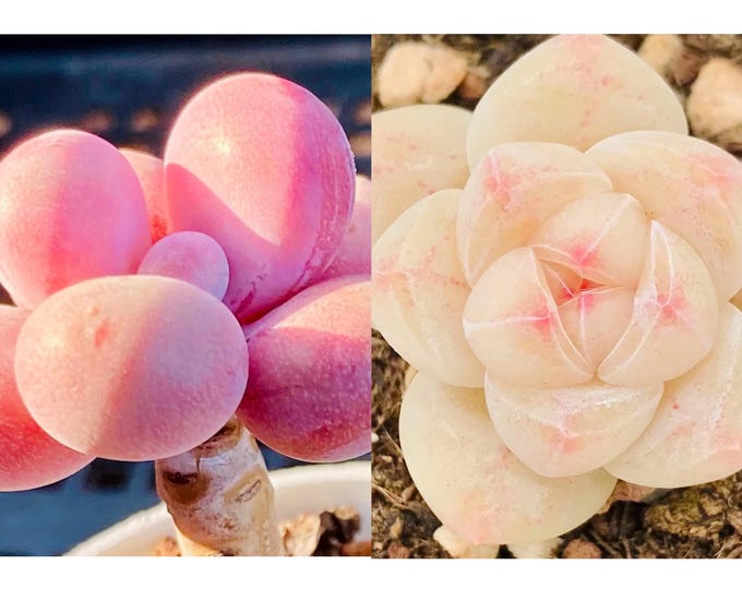 10 seeds Graptopetalum Amethystinum X Ice Green New Hybrid Lavender Pebbles Seed Rare Succulent Pink Purple Plant Succulents Meaty Plants