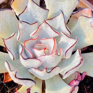 10 Semillas Echeveria Strictiflora V. Nova Semillas Raras Suculentas Rosa Púrpura Montaña Rosa Bonsai Semillas Planta Flor Suculentas Plantas Carnosas imagen 4