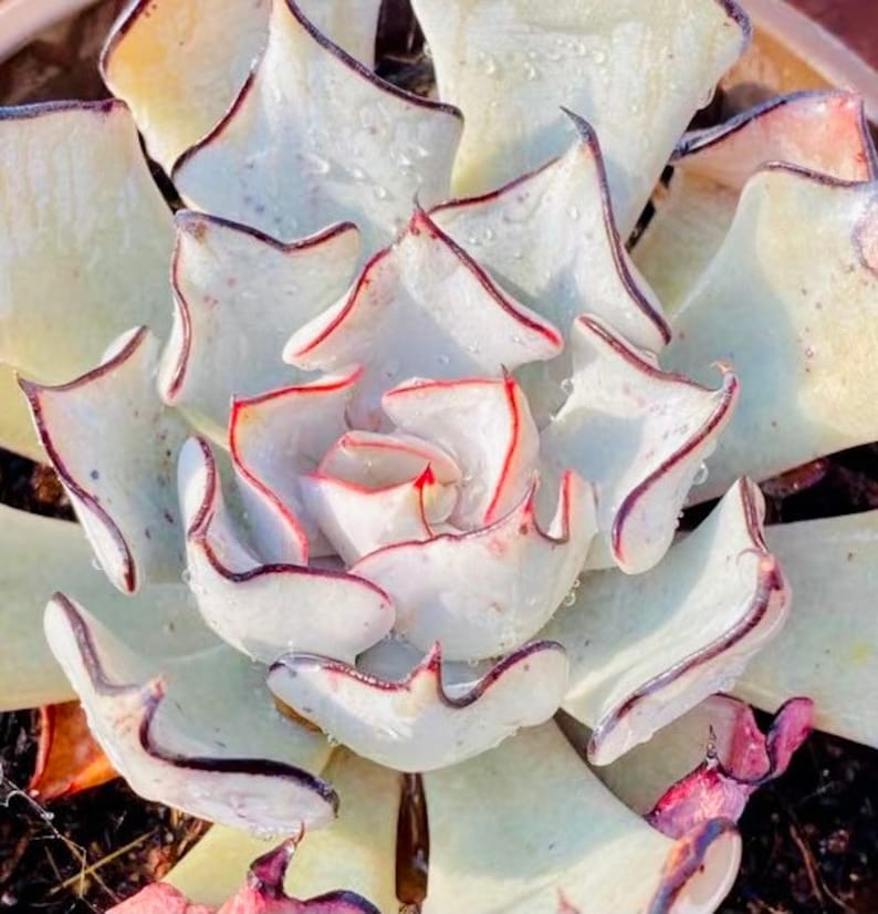 May include: Close-up of a succulent plant with thick, pale green leaves edged in dark red and brown. The leaves are arranged in a rosette pattern, with water droplets visible on the surface. The center of the plant has a vibrant red hue.