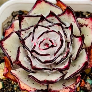 May include: Close-up of a succulent plant with layered, pale green leaves edged in deep burgundy. The center of the plant features a swirl of white and red, creating a rose-like appearance. The plant is in a white container.