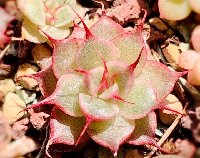 10 Seeds Echeveria ' Ruby Star ' New romeo rubin hybrid Rare Succulent hybrids Seed Pink Flower Succulents Meaty Plants