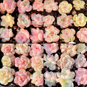 10 Samen MIX Echeveria Monroe Hybrid sp Seltene Sukkulenten Samen Hybrid Rosa Sukkulenten Fleisch Pflanzen Samen