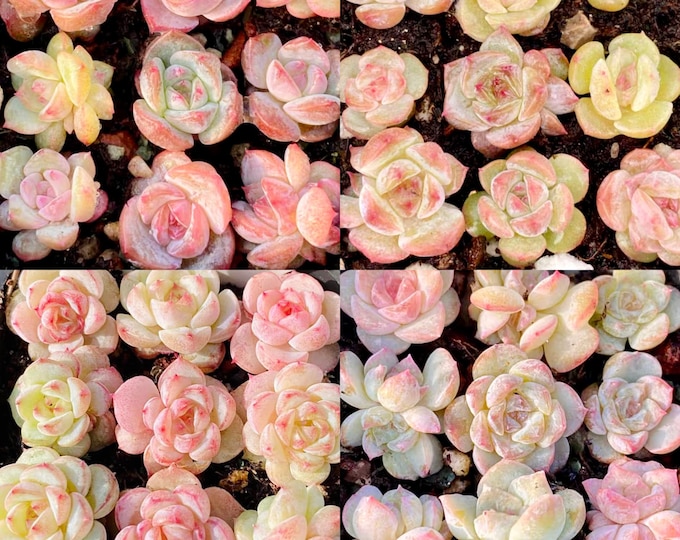 10 Seeds MIX Echeveria Monroe hybrid sp Rare Succulent Seed Hybrid Pink Succulents Meaty Plants seeds