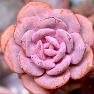 10 Seeds Echeveria ‘Cream Tea’ new Hybrid Seed Rare Succulent Pink Flower Succulents Meaty Plants