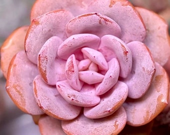 10 zaden Echeveria 'Cream Tea' nieuwe hybride zaad zeldzame succulente roze bloem vetplanten vlezige planten