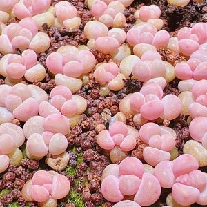10 Samen Pachyphytum &#39;Pink Cheese&#39; X Echeveria laui Neue Hybriden Seltene Sukkulentensamen Rosa Lila Blumen Sukkulenten Fleischpflanzen