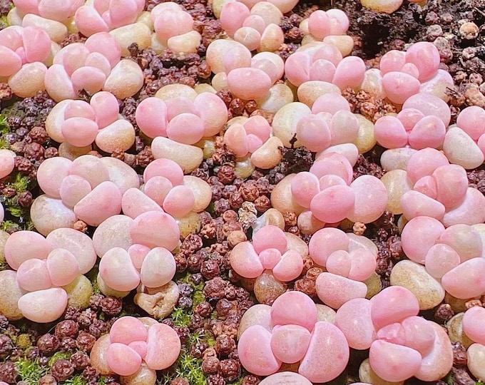 10 Seeds Pachyphytum ‘Pink Cheese' X Echeveria laui New hybrids Rare Succulent Seed Pink Purple Flower Succulents Meaty Plants