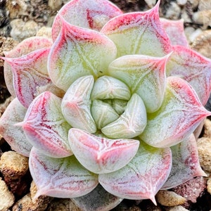 Farina Succulent - Etsy Singapore