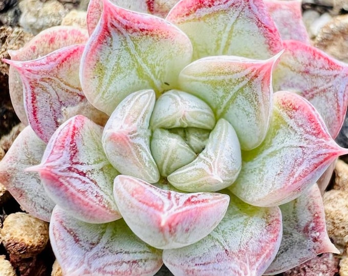 10 Seeds Echeveria ‘Shadow’ with farina lines /Farina patterns new elegans hybrid Rare Succulent Meaty Plants