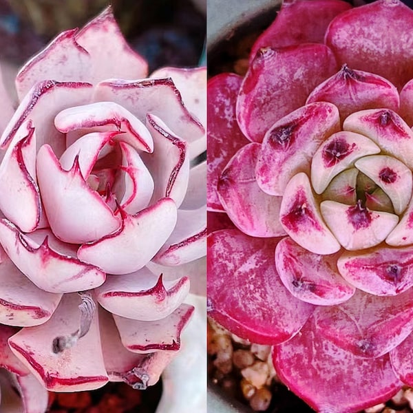 10 Seeds Echeveria nova X sarahime botan New hybrid Seed Rare Succulent Pink Purple Seeds Plant Flower Succulents Meaty Plants