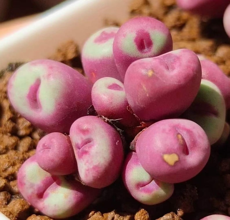 May include: Close-up of a cluster of vibrant pink and green succulent plants. The fleshy, rounded leaves have a distinctive color pattern, with pink dominating and green accents. The plant is set against a backdrop of brown soil.