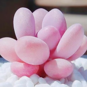 Puede incluir: Primer plano de una planta suculenta rosa con hojas ovaladas y redondeadas. La planta está rodeada de pequeñas piedras blancas, creando un contraste visual. El color de la suculenta varía de rosa claro a oscuro.