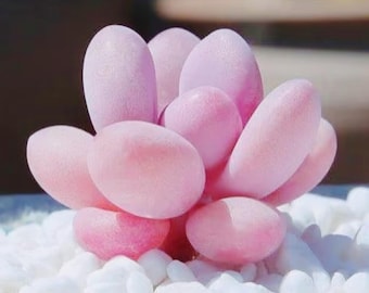 Graptopetalum Amethystinum, suculenta de guijarros de lavanda rosa (10 semillas)